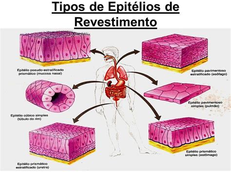características do tecido epitelial
